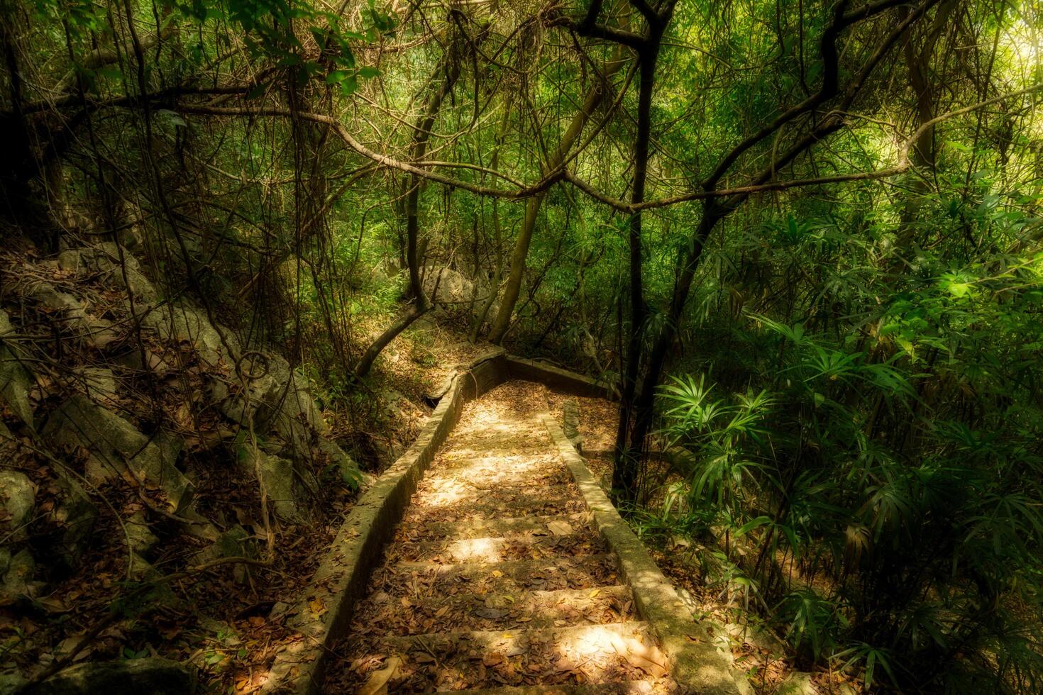 Walkway into the jungle photo