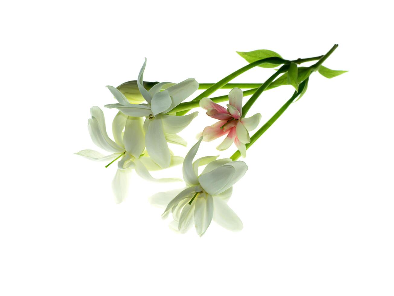 Close up of Rangoon Creeper flower. photo