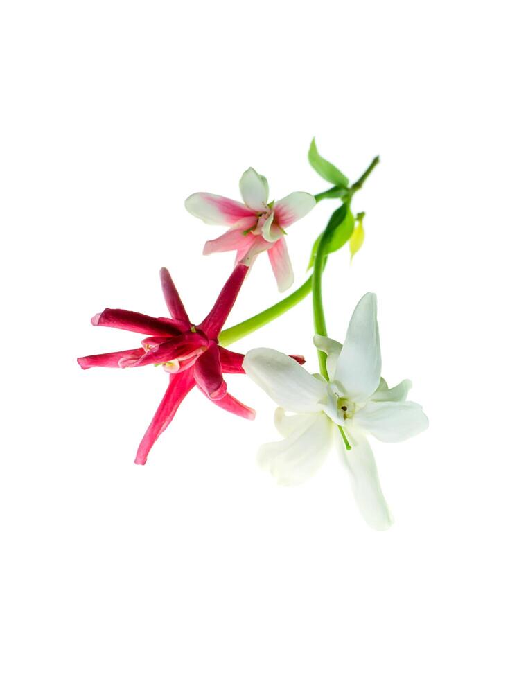 Close up of Rangoon Creeper flower. photo