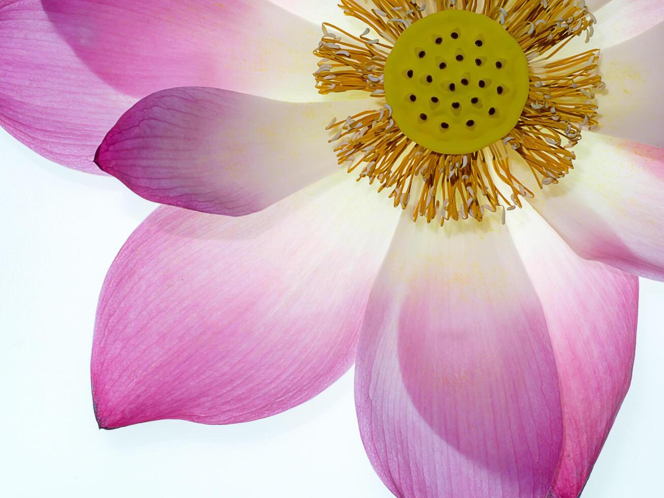 Close up pink lotus flower. photo