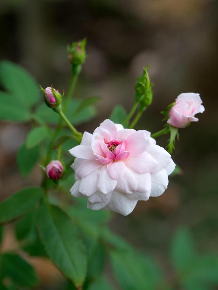 Beautiful pink rose in a garden photo