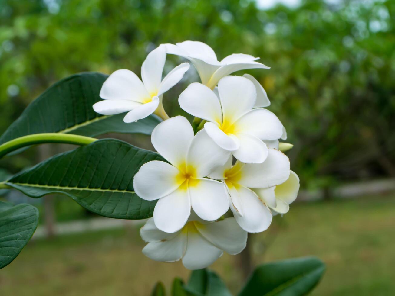 Close up of Frangipani flower photo