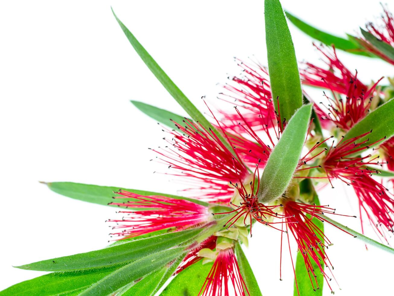 Weeping Bottle Brush tree photo