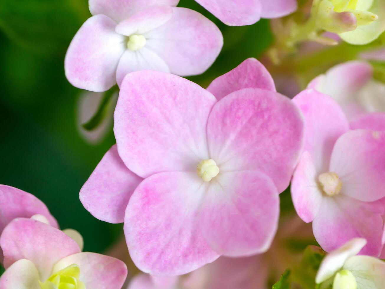 cerca arriba Hortensia flor. foto