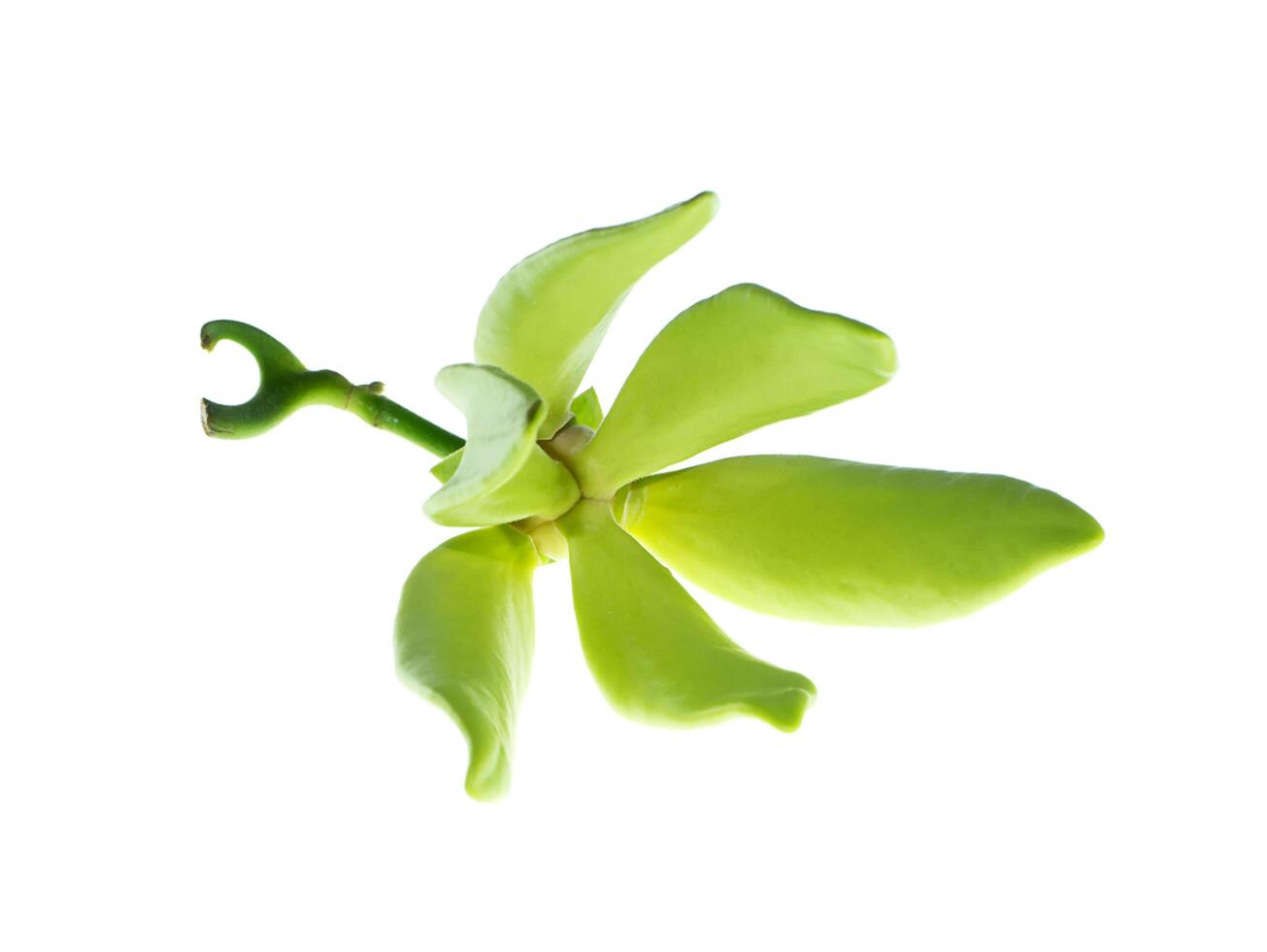 Close up of Bhandari flower. photo