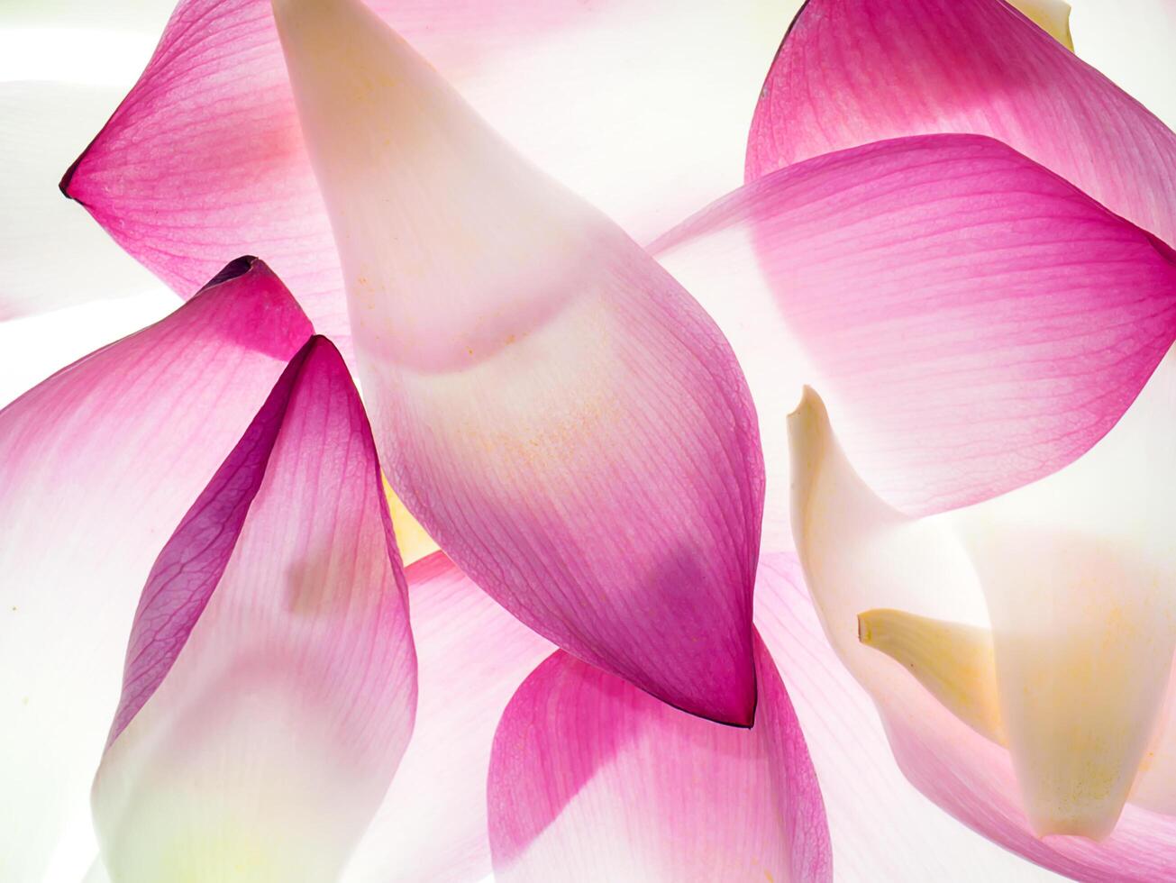 Close up pink lotus flower. photo