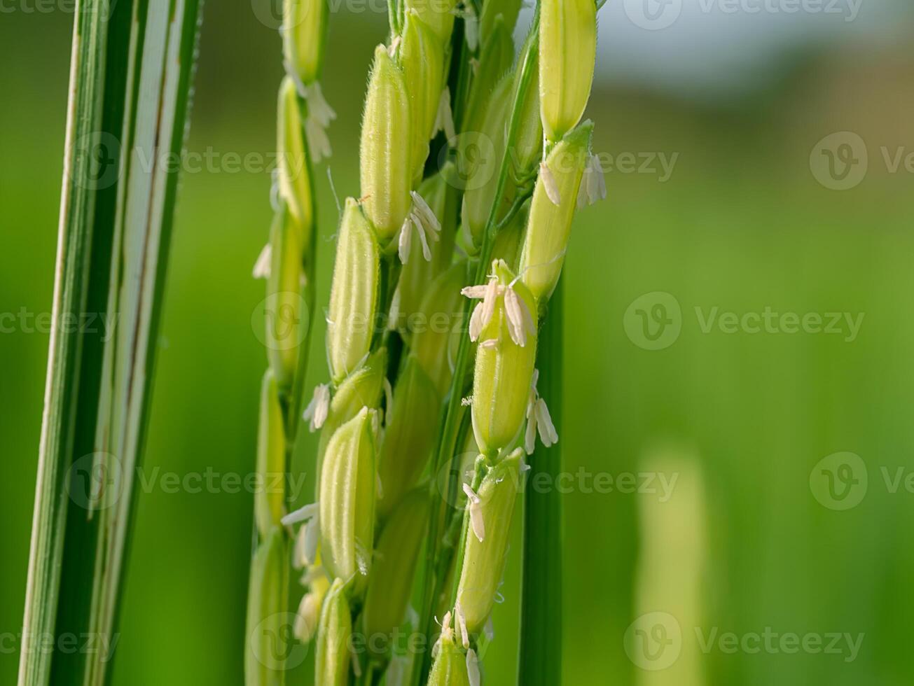 Close up of rice flower. photo