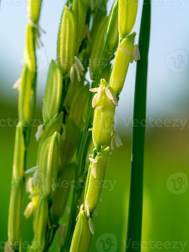 Close up of rice flower. photo