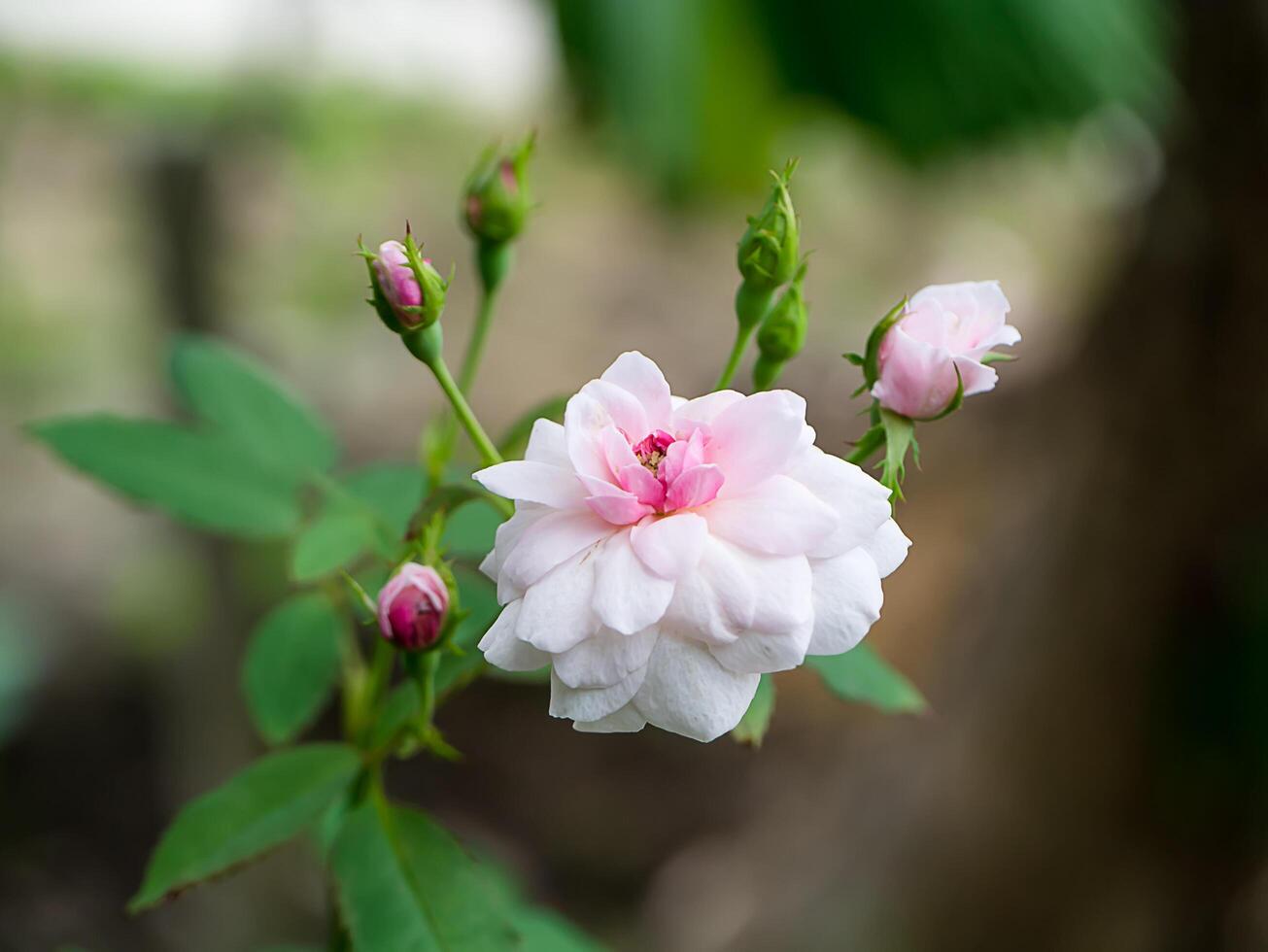 Beautiful pink rose in a garden photo
