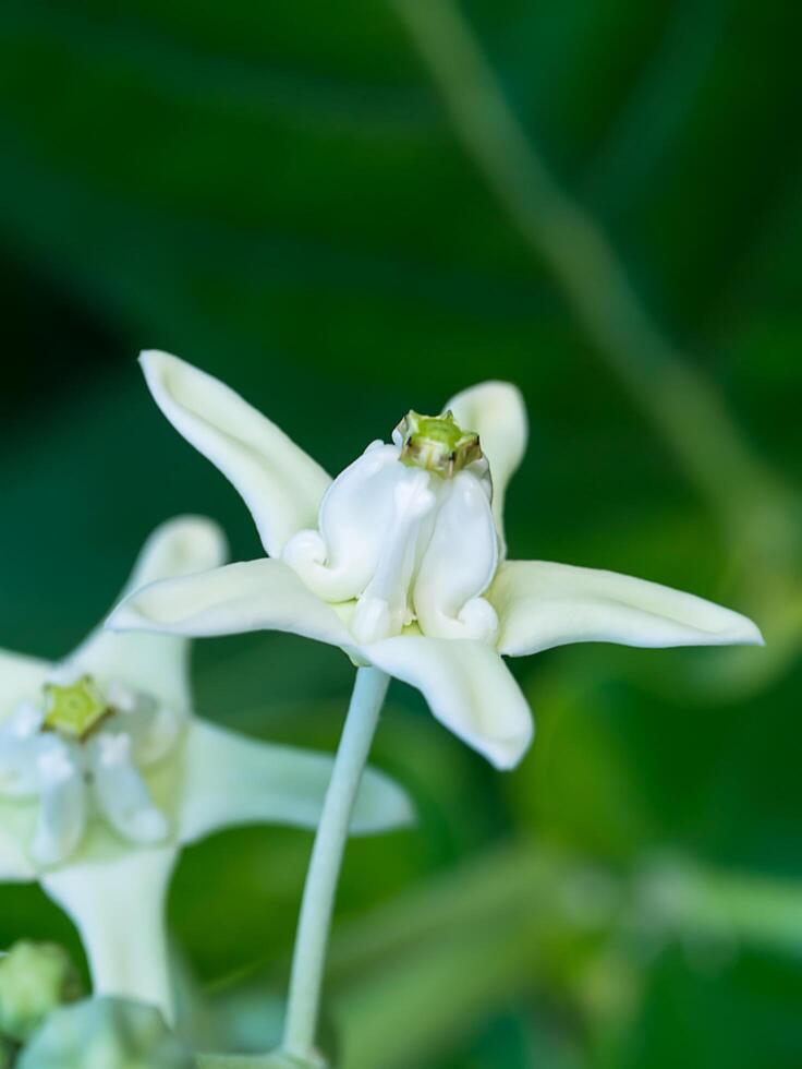 Crown flower or Calotropis gigantea. photo