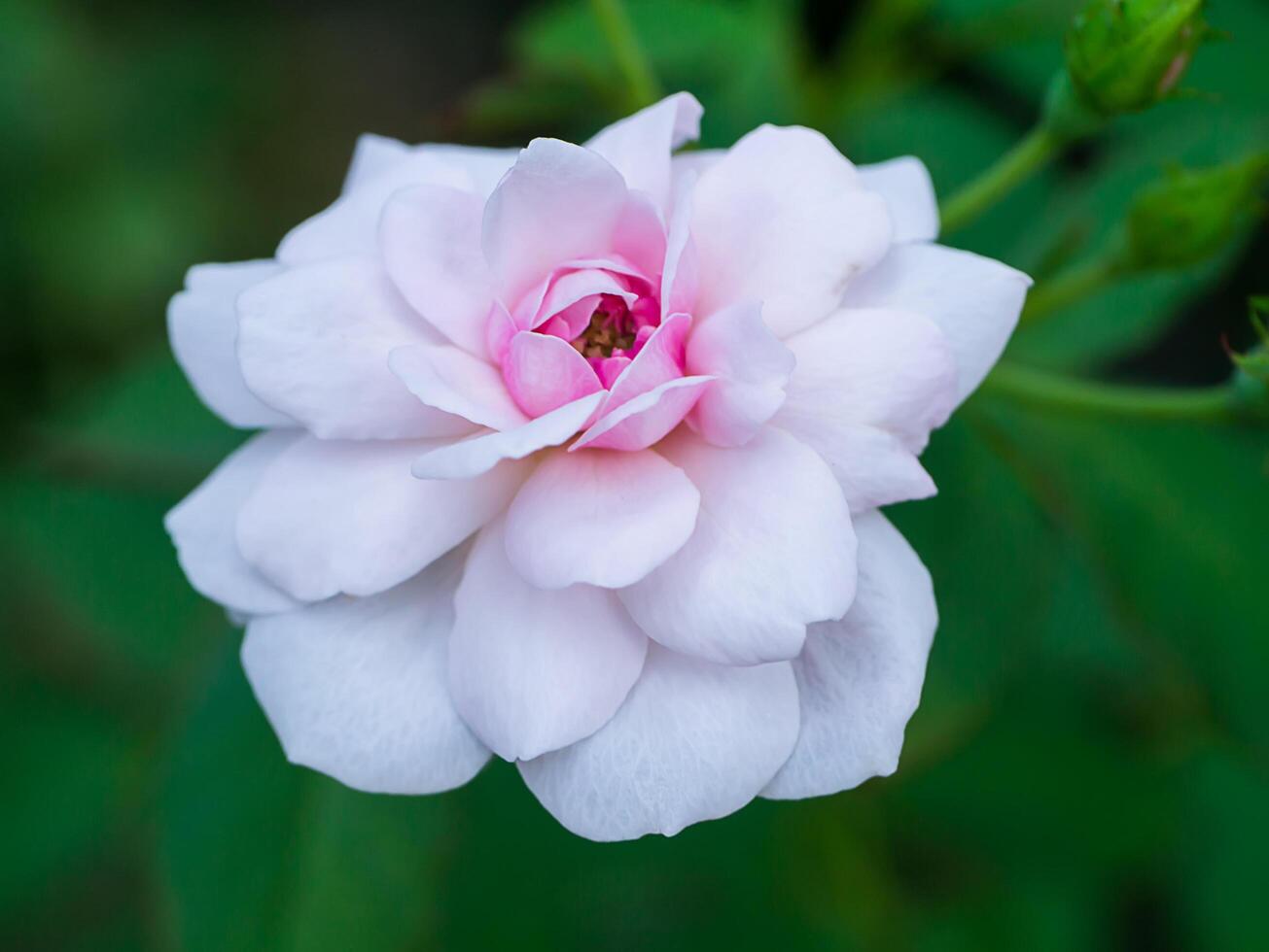 Beautiful pink rose in a garden photo