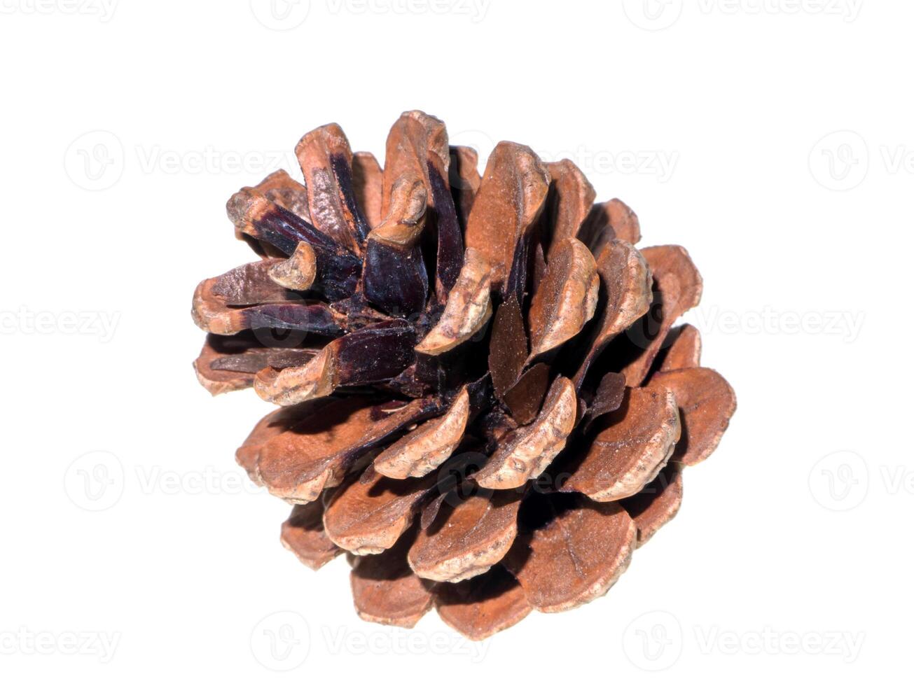 Pine cones on white background photo