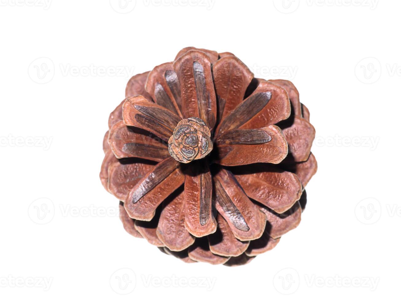 Pine cones on white background photo