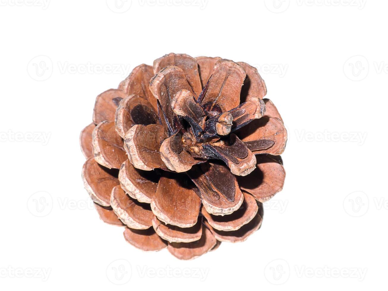 Pine cones on white background photo