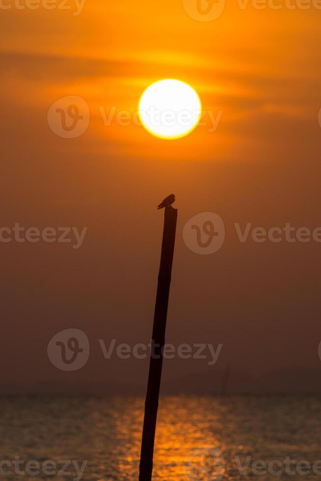 Silhouette of swallow bird photo