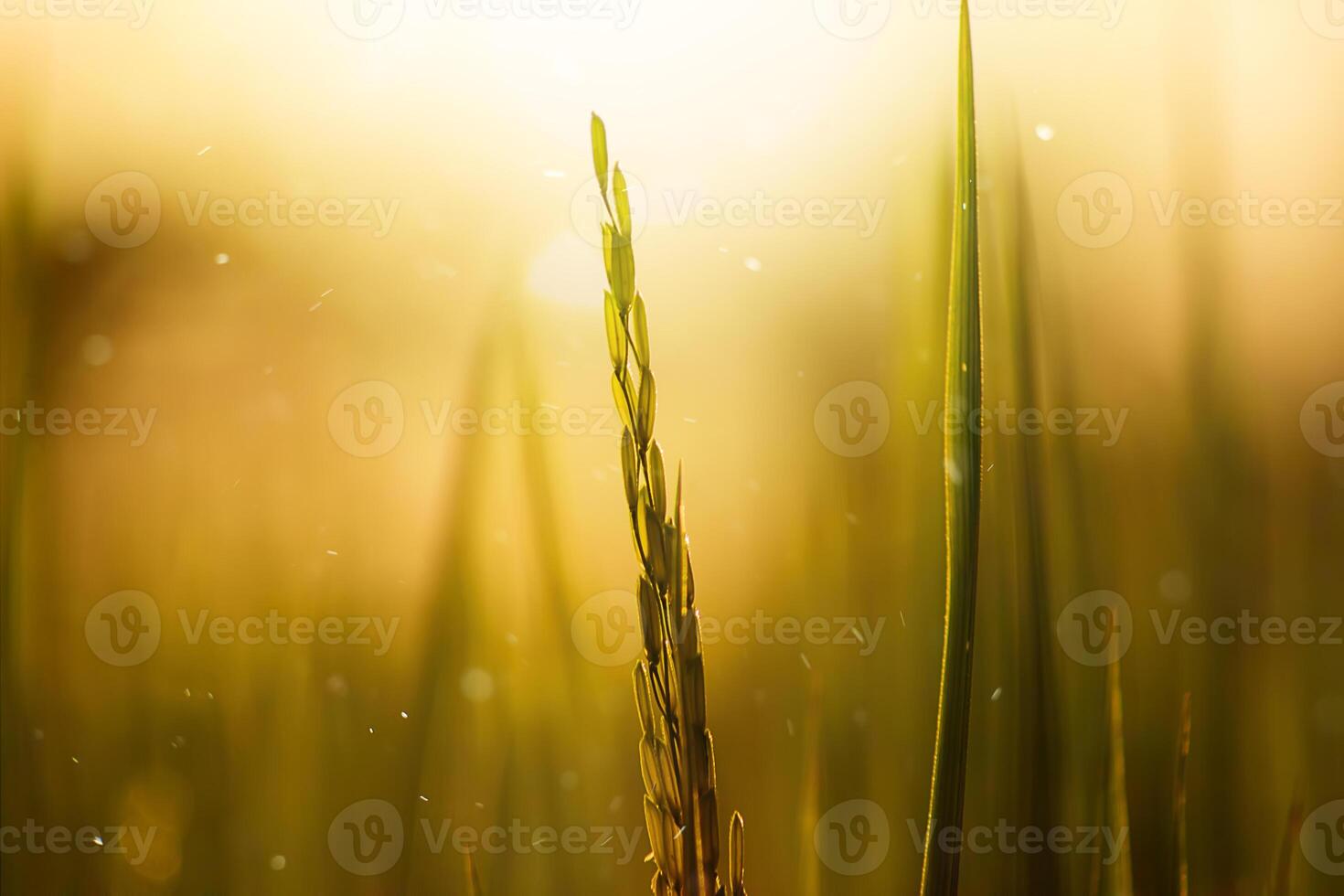 Flower of rice and green leaf. photo