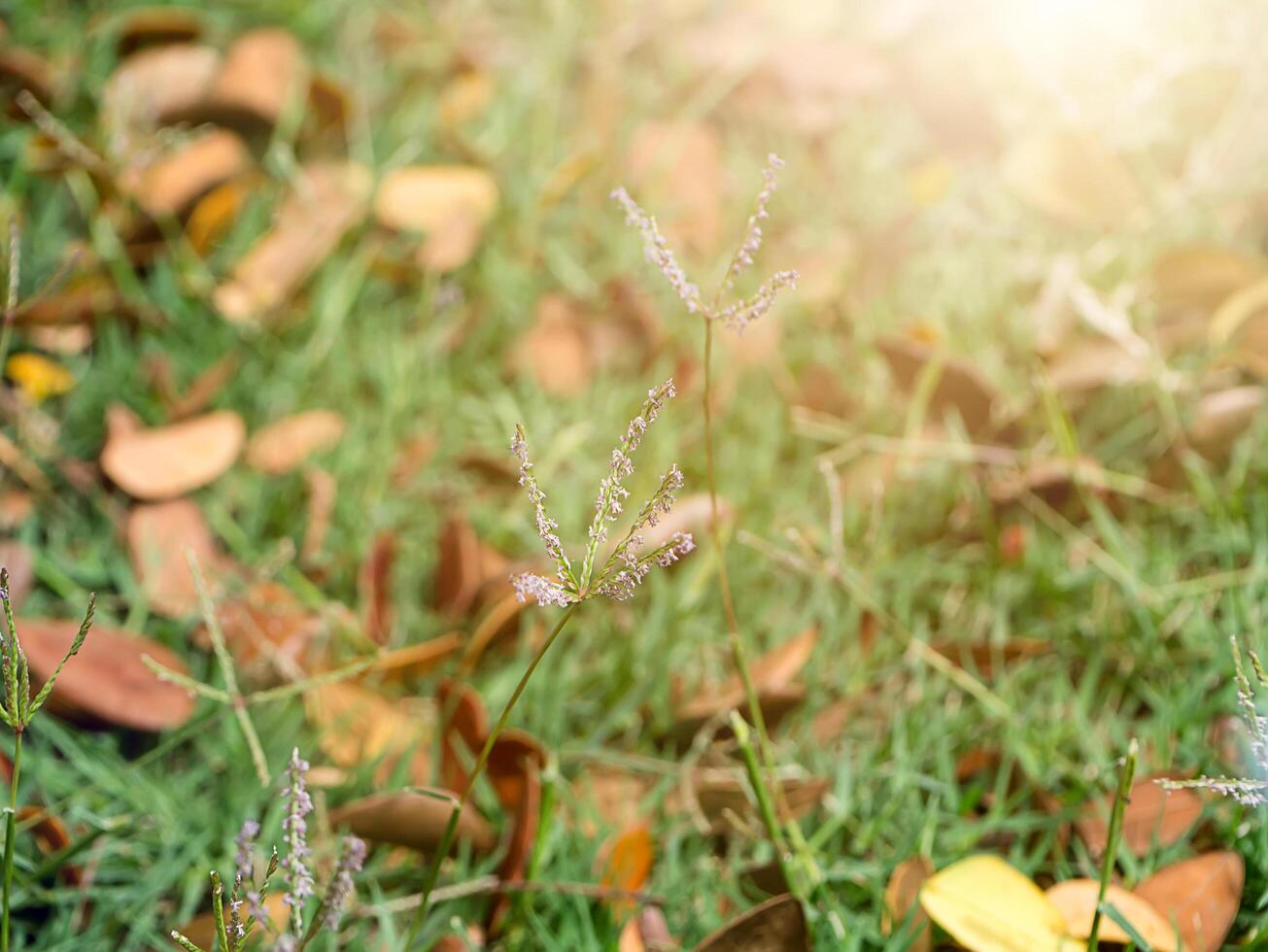 Dry Leaves fall on the ground. photo