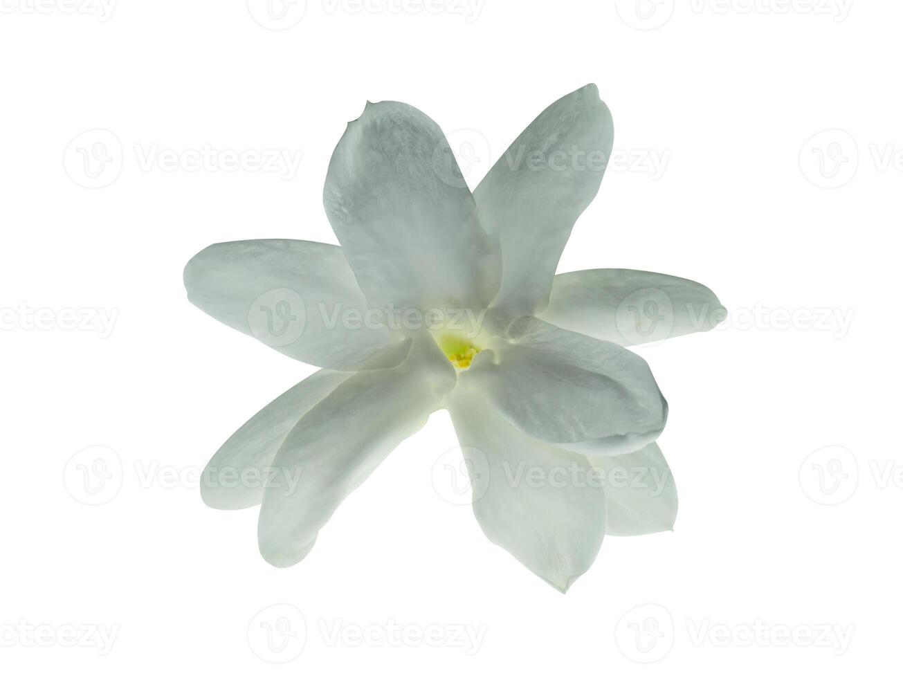 Close up of jasmine flower. photo