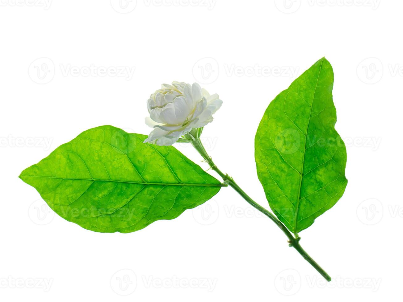 Close up of jasmine flower. photo