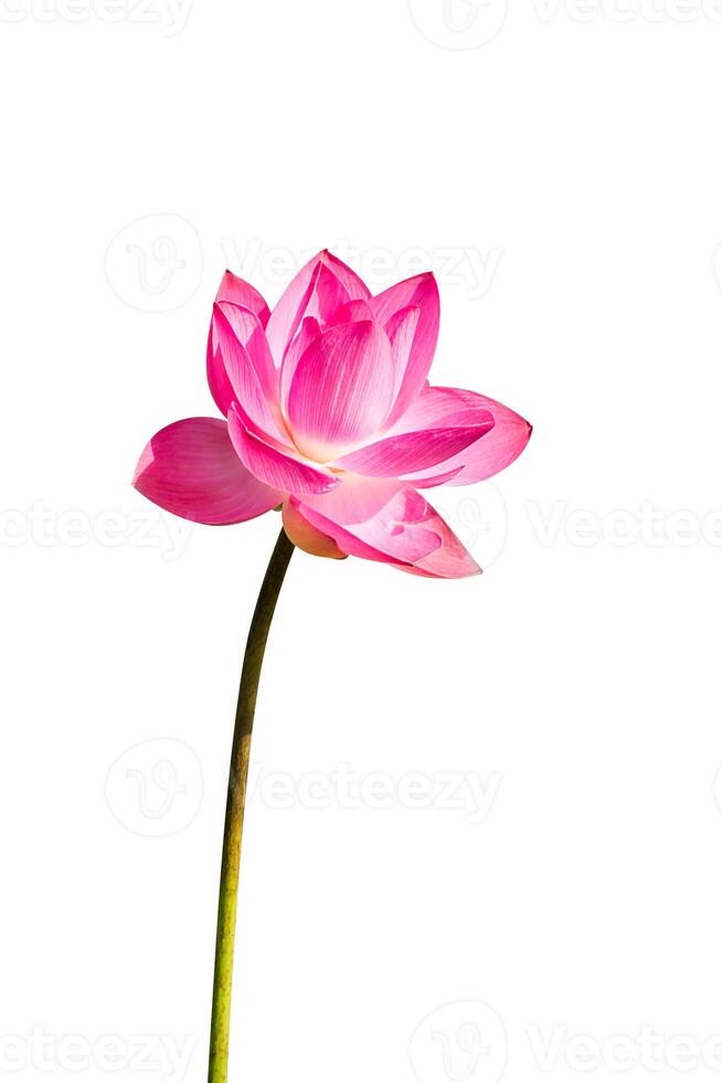 Close up pink lotus flower. photo