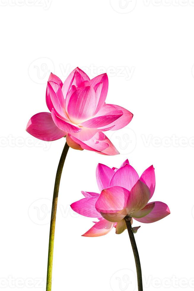 Close up pink lotus flower. photo