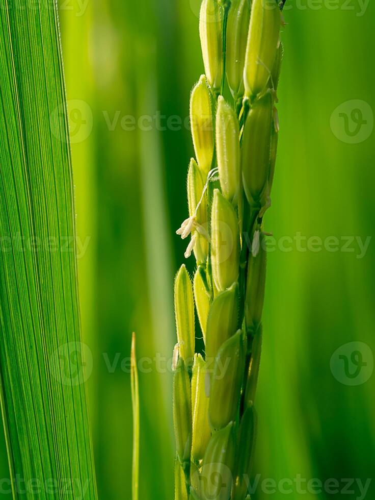 Close up of rice flower. photo