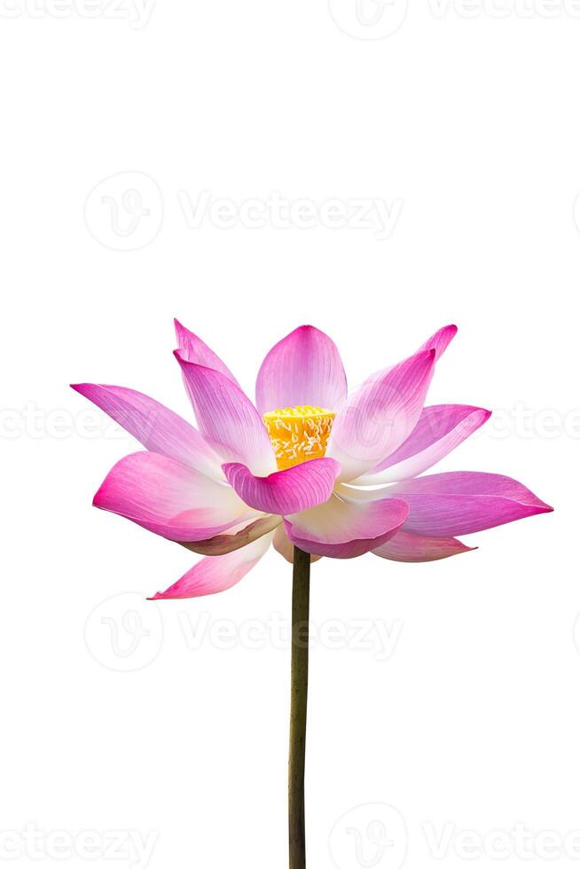 cerca arriba rosado loto flor. foto