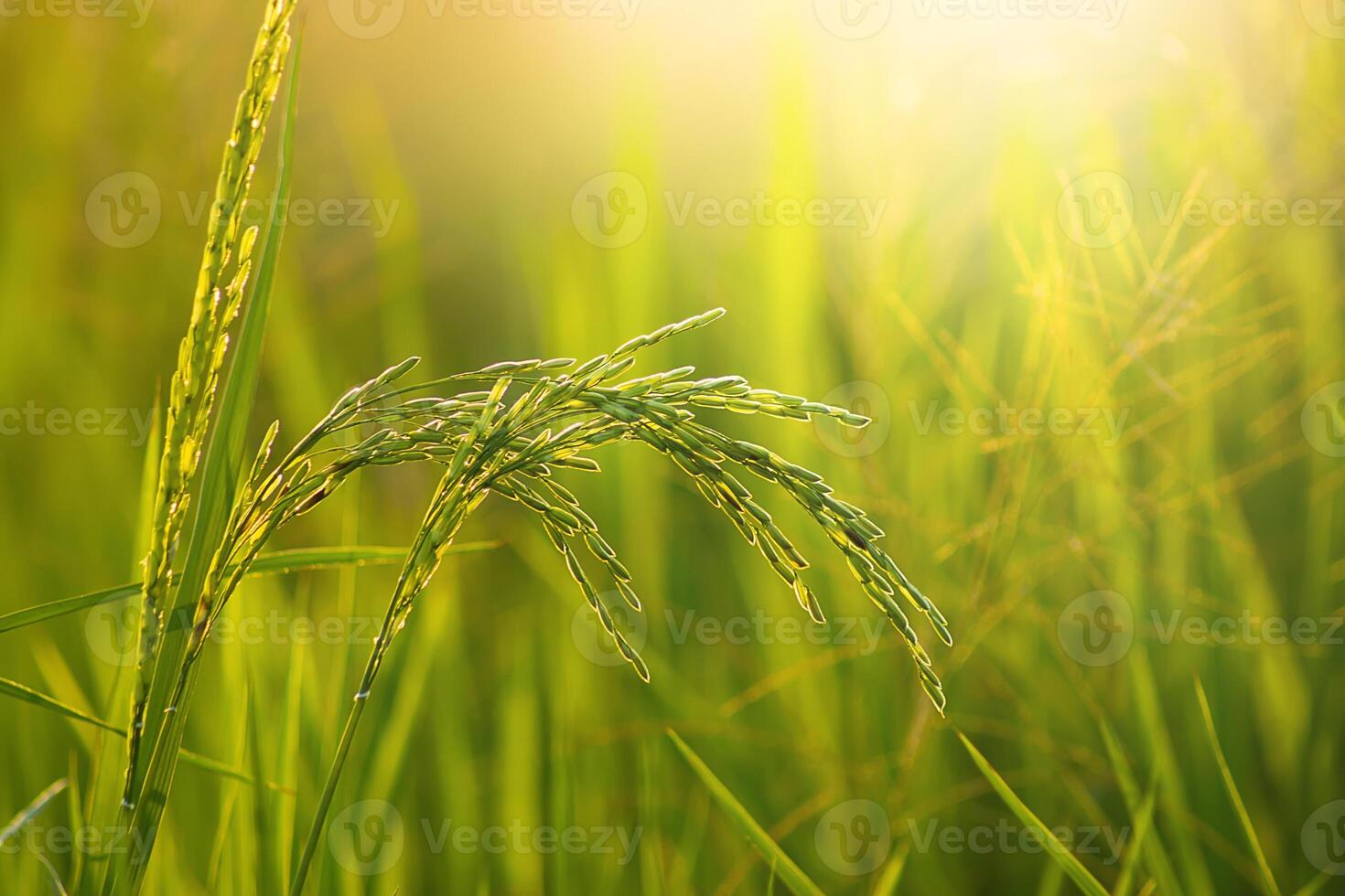 Flower of rice and green leaf. photo