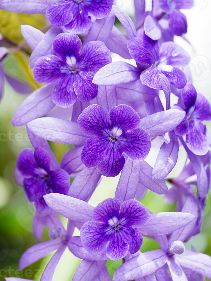 Close up of violet flower background. photo