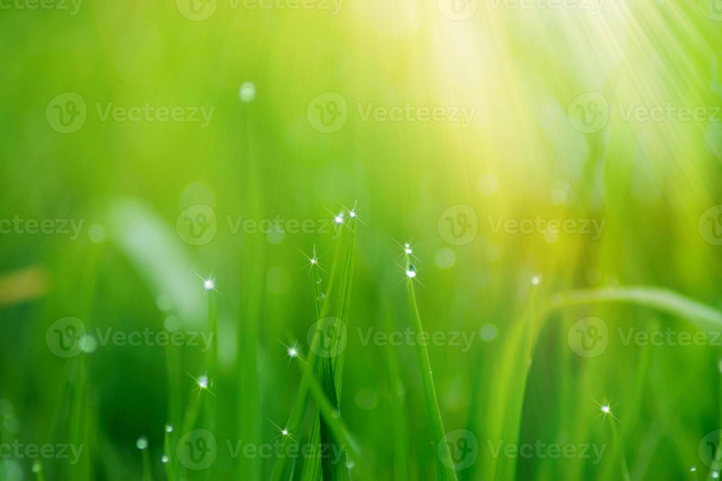 Green leaf of rice plant in rice field photo