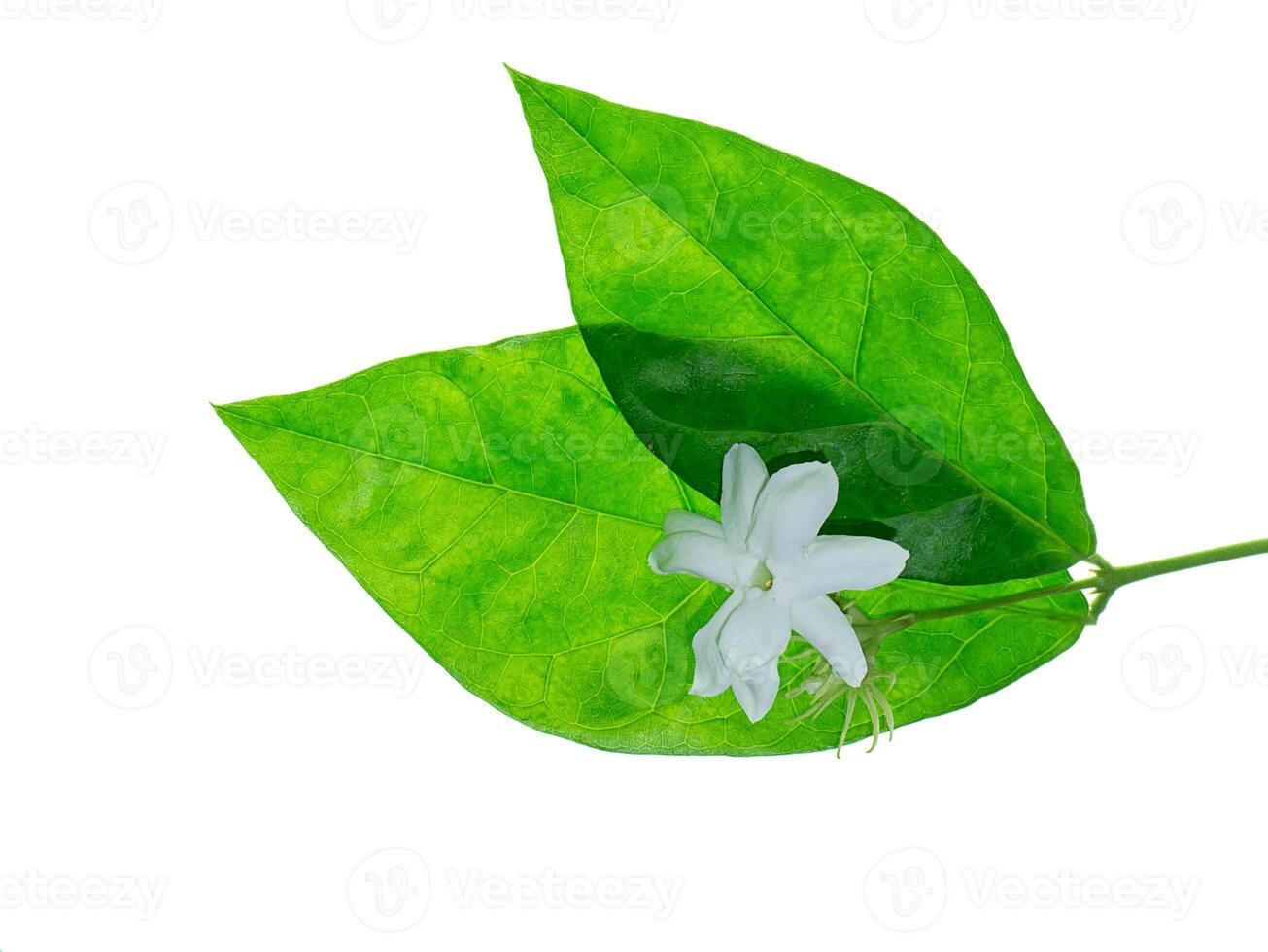 Close up of jasmine flower. photo