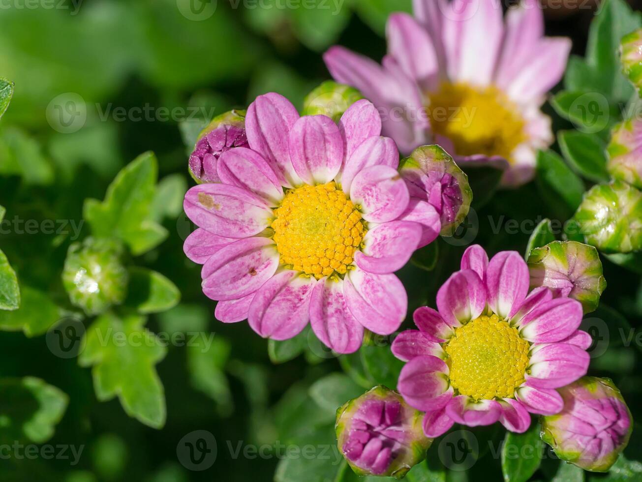 Close up Chrysanthemum flower. photo