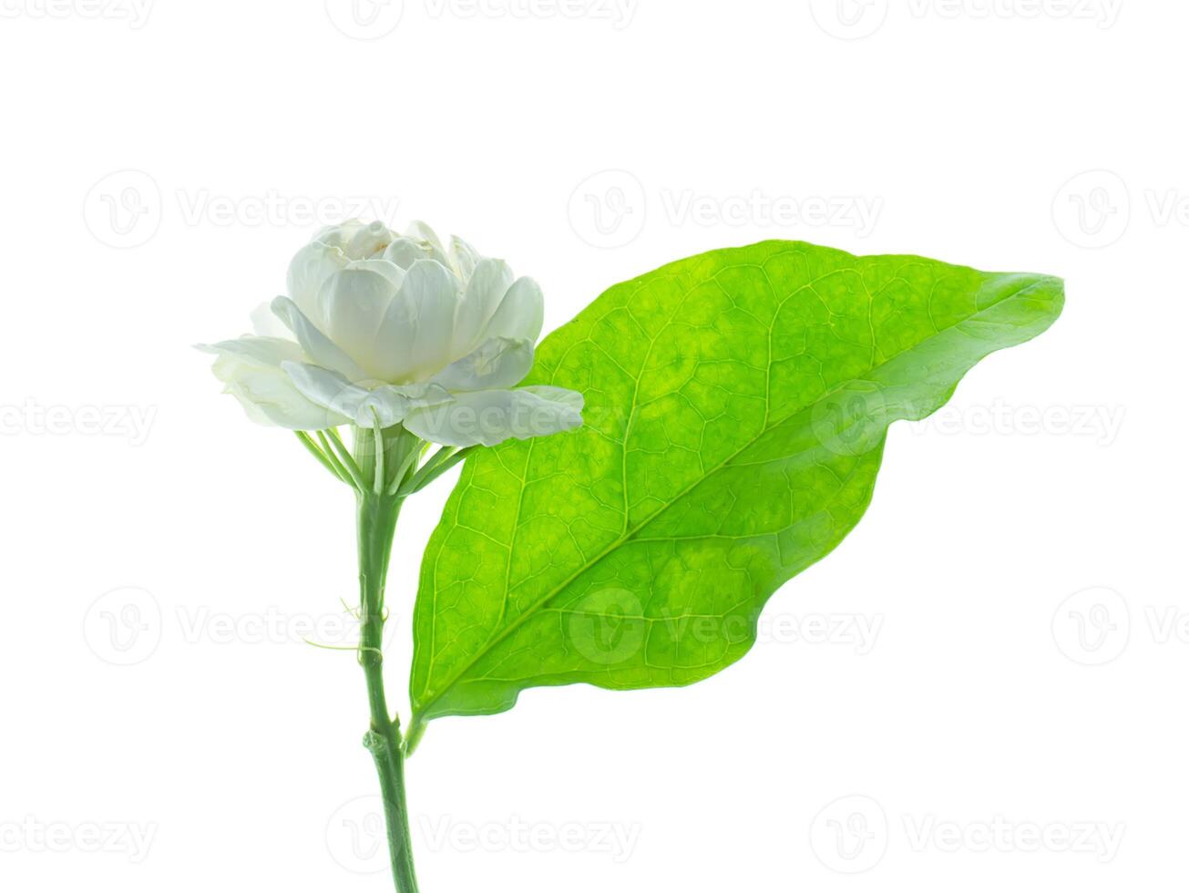 Close up of jasmine flower. photo