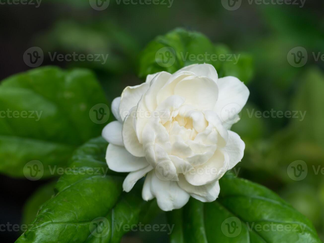 Close up of jasmine flower. photo