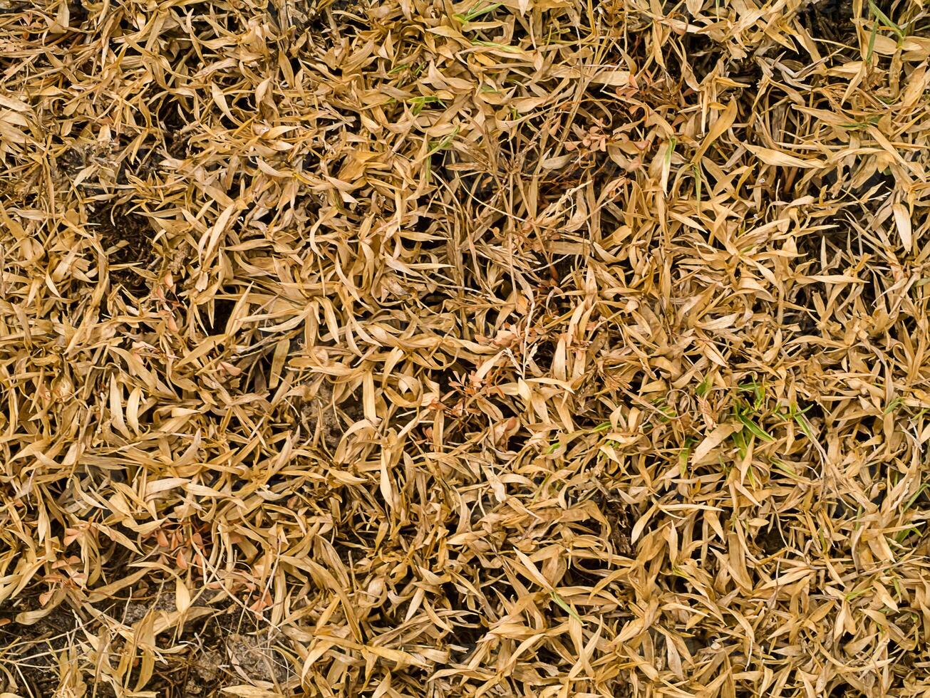 Dry grass background in summer. photo