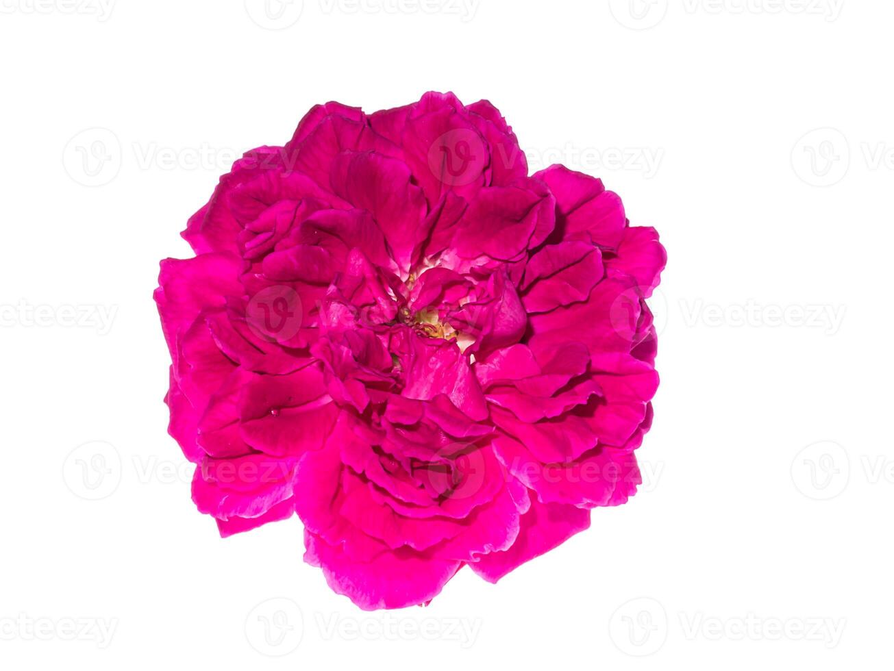 Dark pink of Damask Rose flower. photo