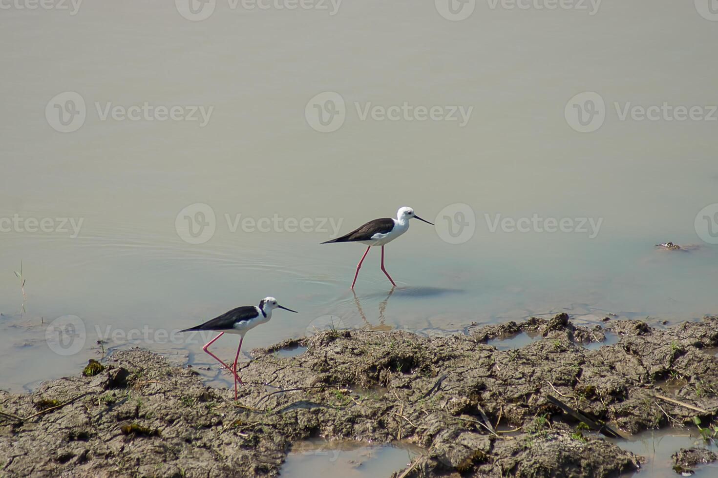 Black-winged Stilt bird. photo