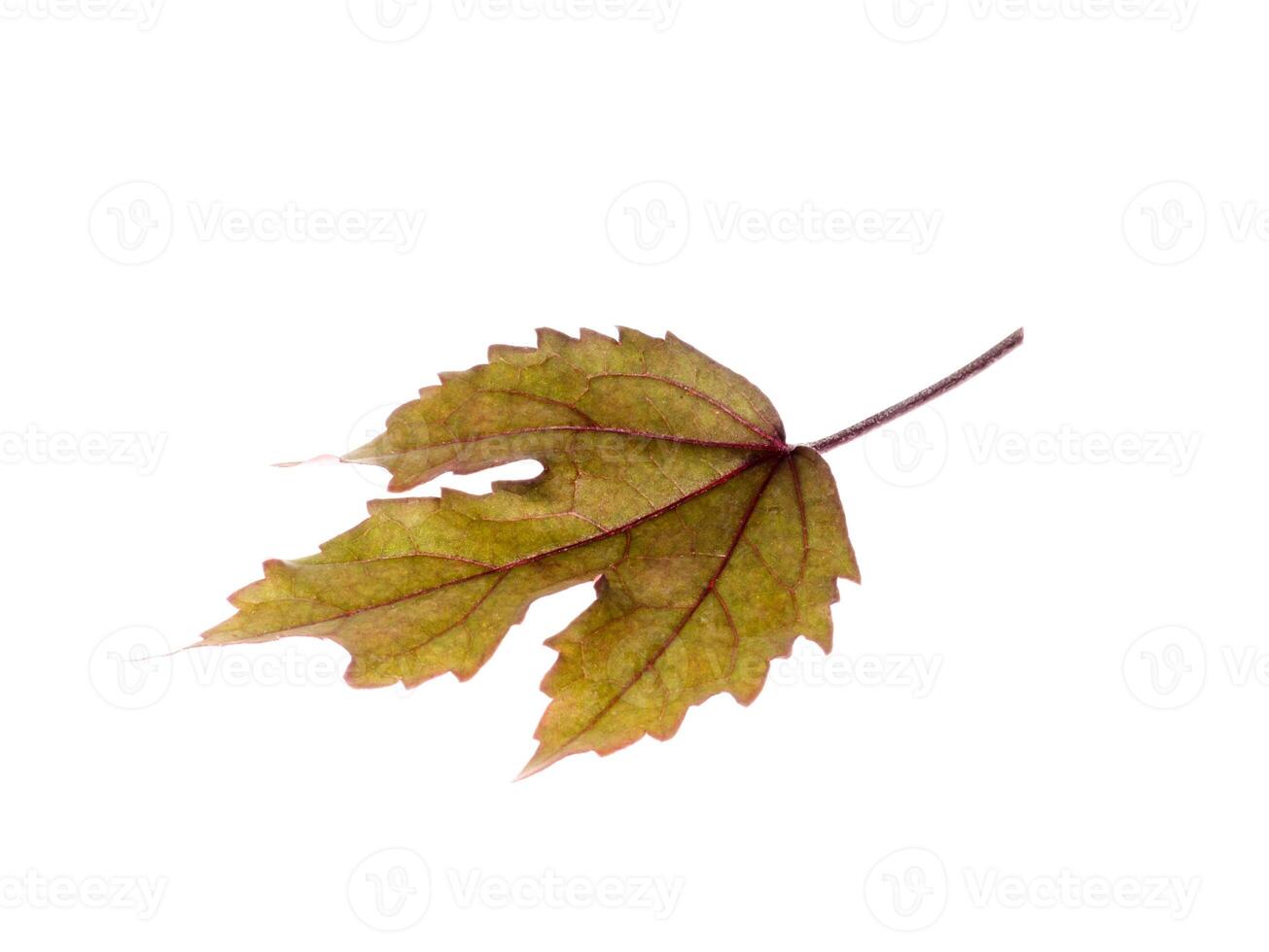 cranberry hibiscus leaves photo