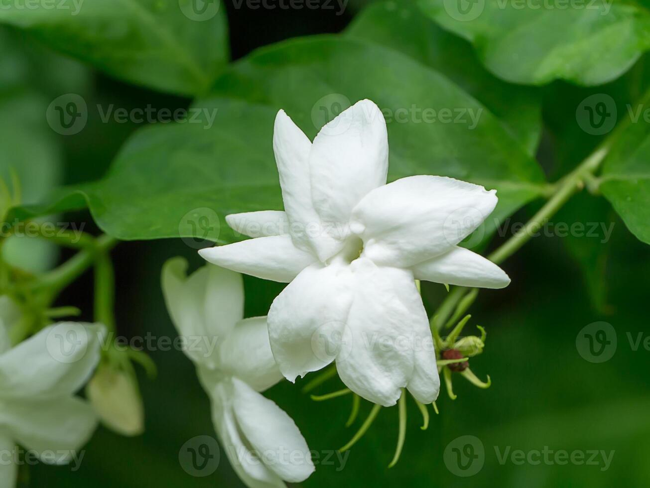 cerca arriba de jazmín flor. foto