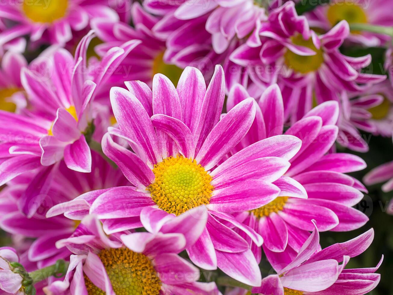 Close up Chrysanthemum flower. photo