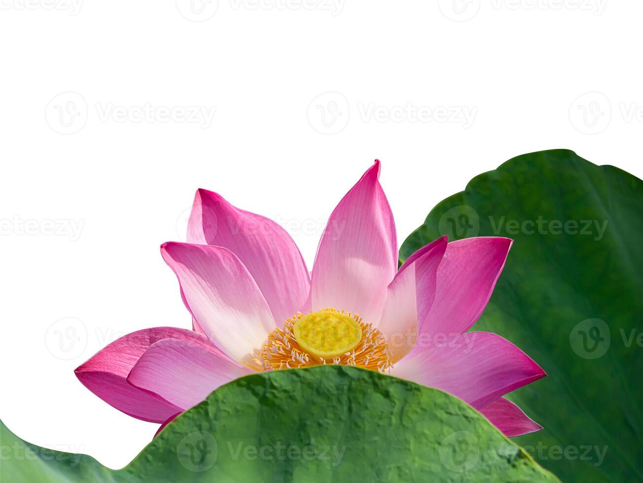 Close up pink lotus flower. photo