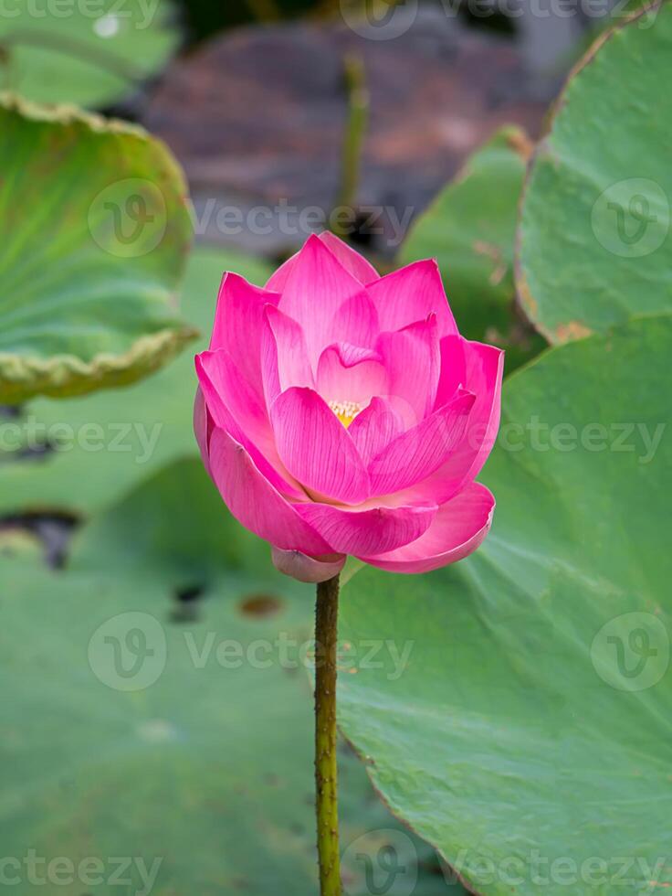 cerca arriba rosado loto flor. foto