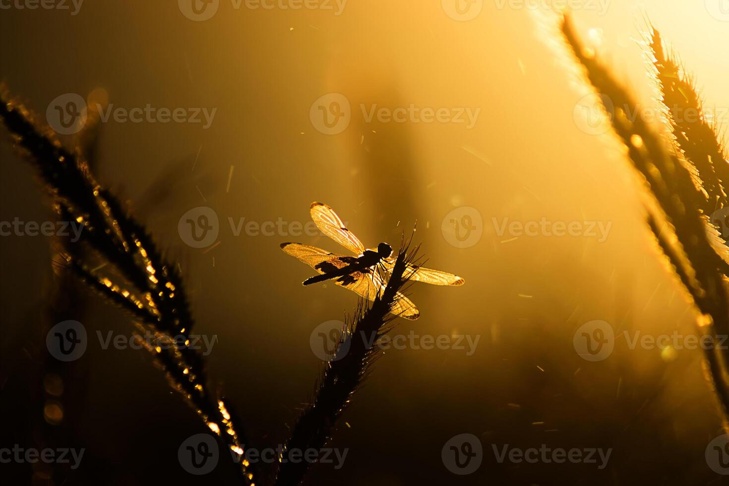 silhouette flower grass and dragonfly photo