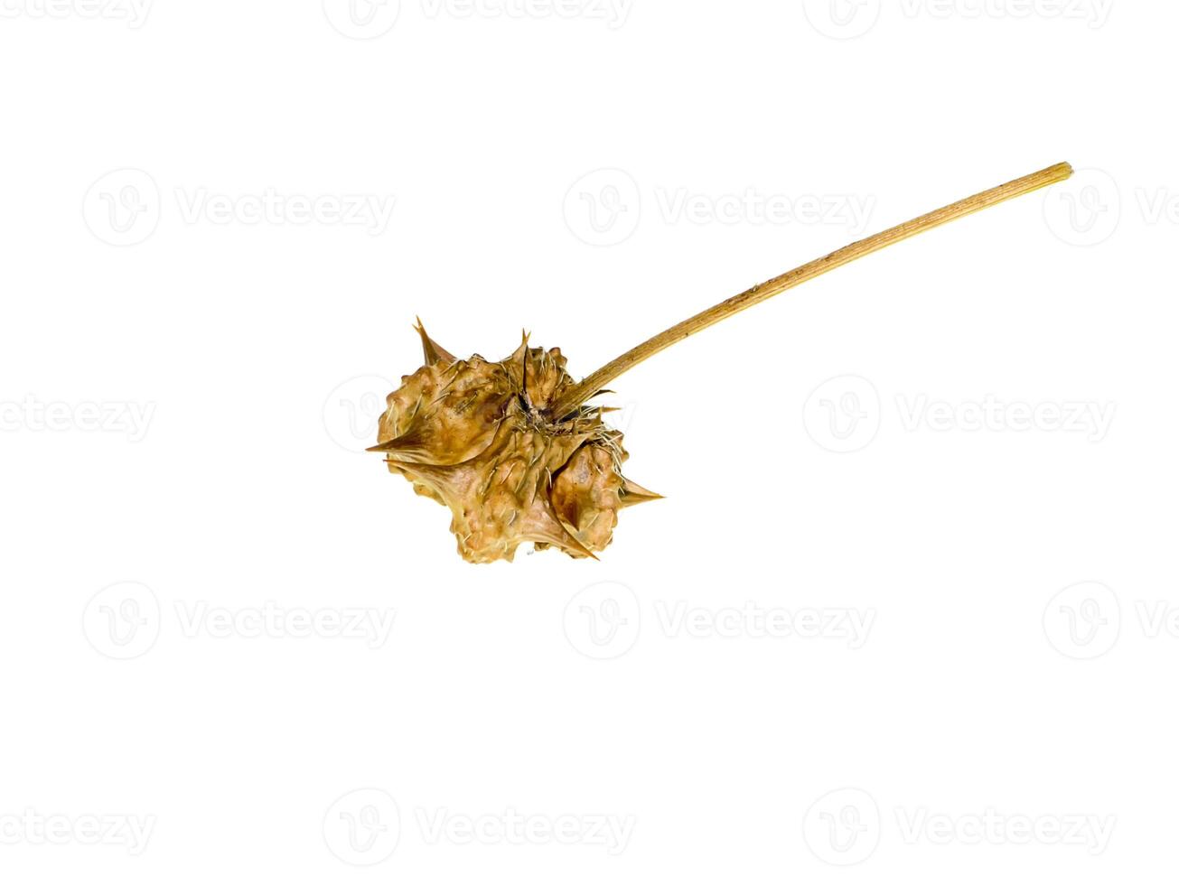 dried seeds of Tribulus terrestris photo