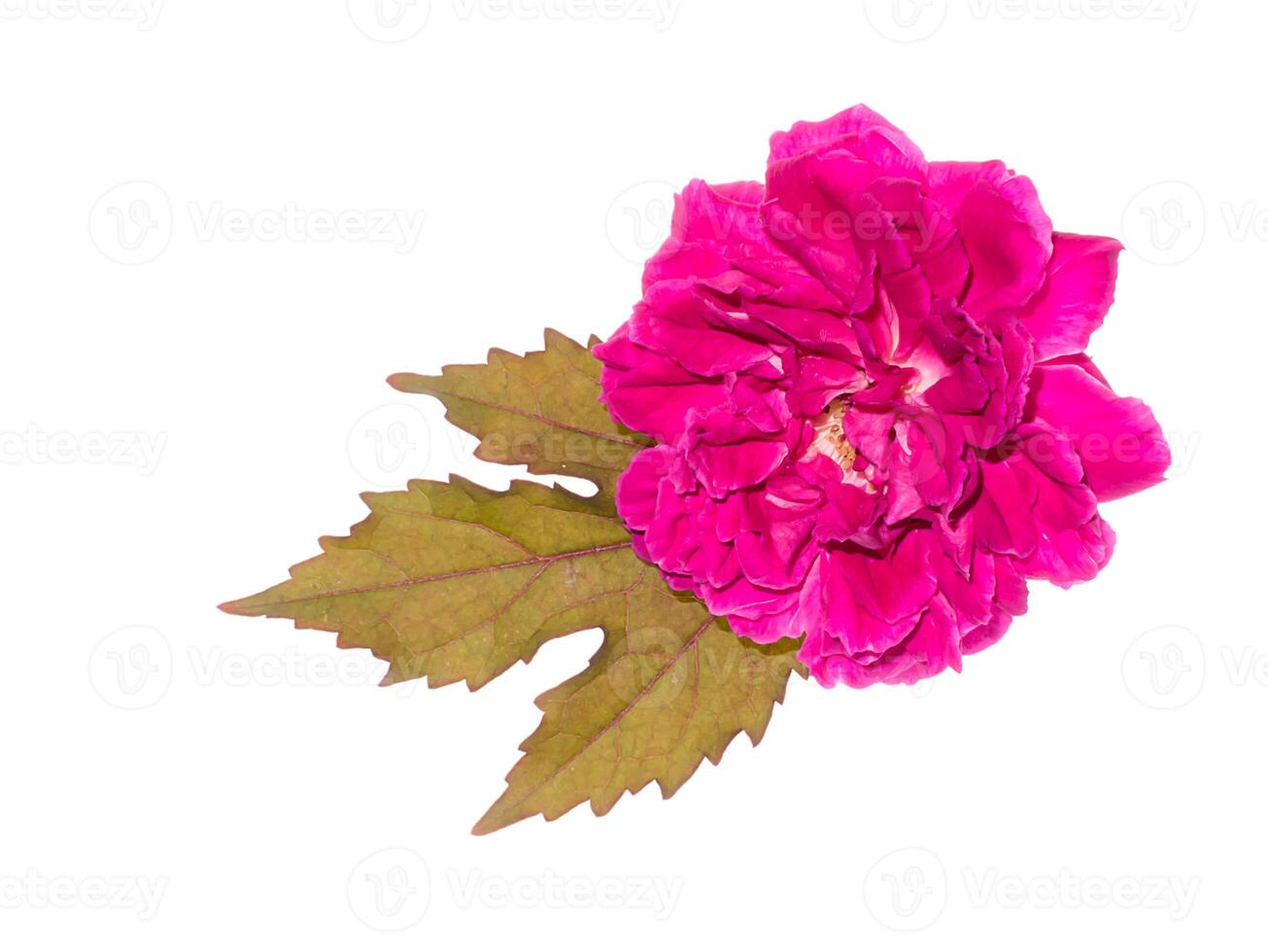 Dark pink of Damask Rose flower. photo