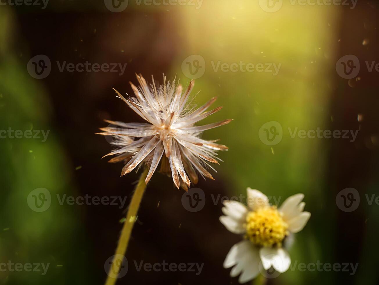 semilla de flor césped con luz de sol. foto