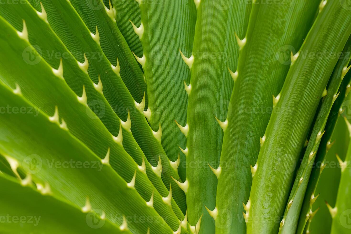 verde hojas de costa Pino de tornillo árbol. foto