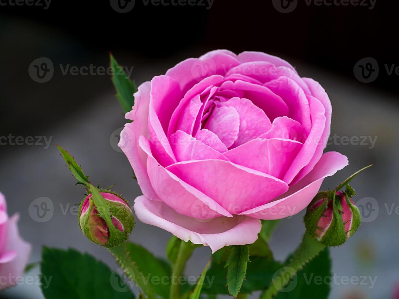 pink of Damask Rose flower. photo
