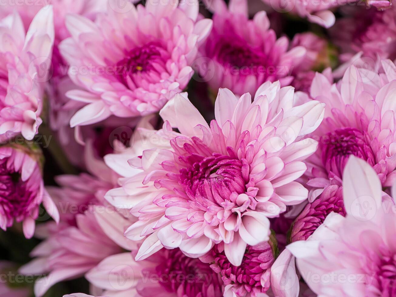 Close up Chrysanthemum flower. photo