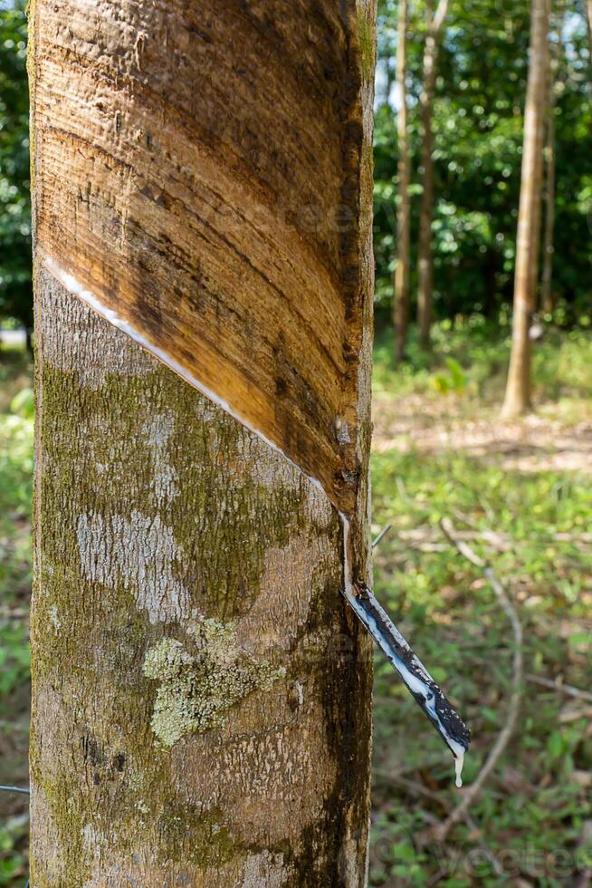rubber tree in the autumn. photo